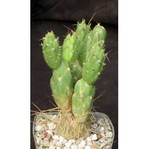 Cumulopuntia chichensis 5-inch pots