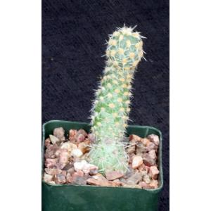 Cumulopuntia tumida 4-inch pots