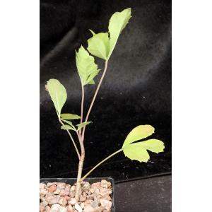 Cussonia paniculata 4-inch pots