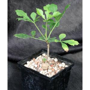 Cussonia paniculata 5-inch pots