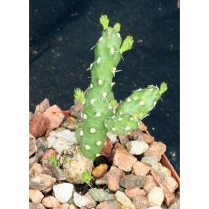 Cylindropuntia tunica 4-inch pots