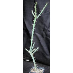 Cylindropuntia acanthocarpa var. ramosa 5-inch pots