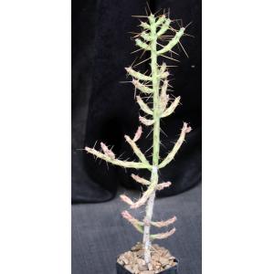 Cylindropuntia caribaea 2-inch pots