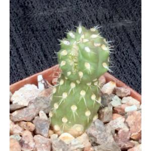 Cylindropuntia fulgida var. mammillita (monstrose) 3-inch pots