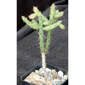 Cylindropuntia lindsayi 2-inch pots