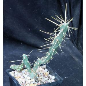 Cylindropuntia molesta 5-inch pots