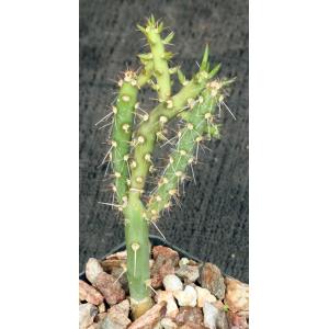 Cylindropuntia tesajo 2-inch pots