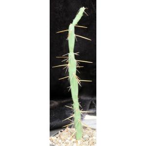 Cylindropuntia tunica (Baker 19099) one-gallon pots