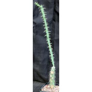 Cylindropuntia versicolor (red) 5-inch pots
