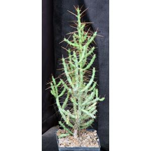 Cylindropuntia caribaea 5-inch pots