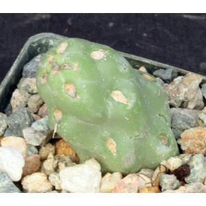 Cylindropuntia cholla (Rosarito) 3-inch pots
