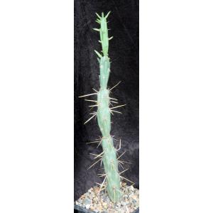 Cylindropuntia molesta 5-inch pots