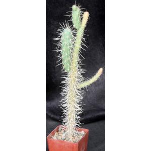 Cylindropuntia munzii (Baker 18469) 4-inch pots