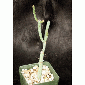 Cylindropuntia ramosissima 4-inch pots