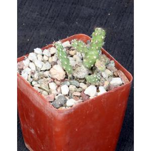 Cylindropuntia tunica (Baker 19099)4-inch pots