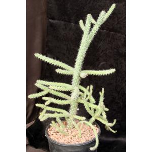 Cylindropuntia whipplei 2-gallon pots