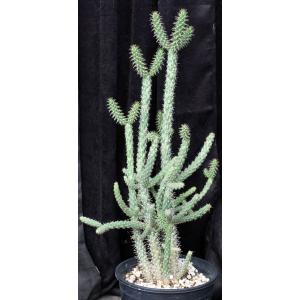 Cylindropuntia whipplei 2-gallon pots
