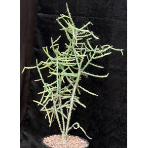 Cylindropuntia tesajo 2-gallon pots
