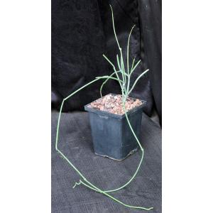 Cynanchum luteifluens 5-inch pots