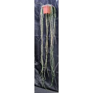 Cynanchum marnierianum 6-inch pots