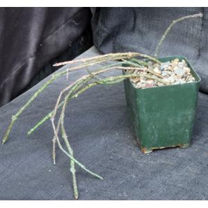 Cynanchum marnierianum 4-inch pots