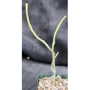 Cynanchum macrolobum 4-inch pots