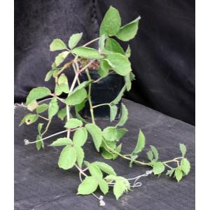 Cyphostemma adenocaule 5-inch pots