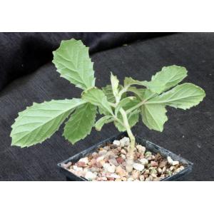 Cyphostemma adenocaule 5-inch pots