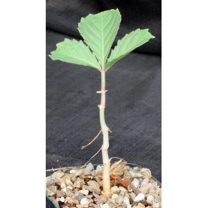 Cyphostemma adenocaule 5-inch pots