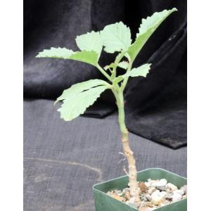 Cyphostemma hardyi 4-inch pots