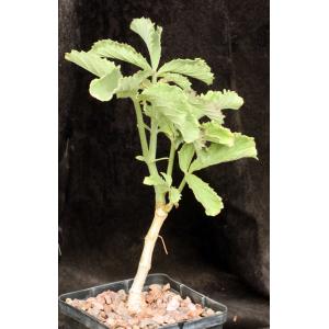 Cyphostemma hardyi 5-inch pots