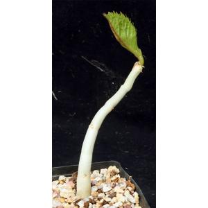 Cyphostemma juttae one-gallon pots