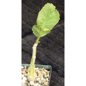 Cyphostemma juttae 2-inch pots