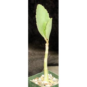 Cyphostemma juttae 4-inch pots