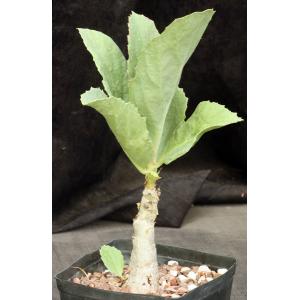 Cyphostemma juttae one-gallon pots