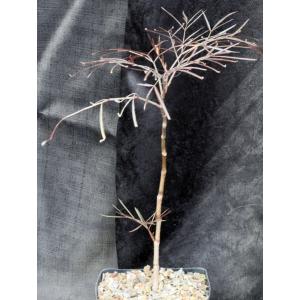 Cyphostemma mappia one-gallon pots