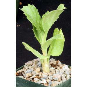 Cyphostemma quinatum 3-inch pots