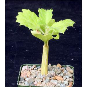 Cyphostemma quinatum 4-inch pots