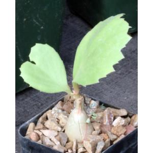 Cyphostemma seitziana 2-inch pots