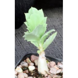 Cyphostemma seitziana 2-inch pots