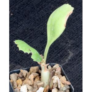 Cyphostemma seitziana 2-inch pots