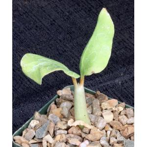 Cyphostemma seitziana 4-inch pots