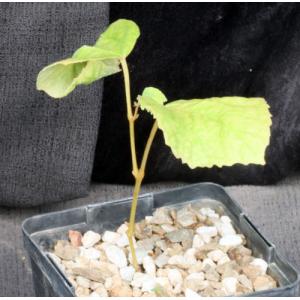 Cyphostemma grahamii 5-inch pots