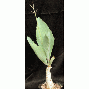Cyphostemma juttae one-gallon pots