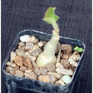Cyphostemma juttae2-inch pots