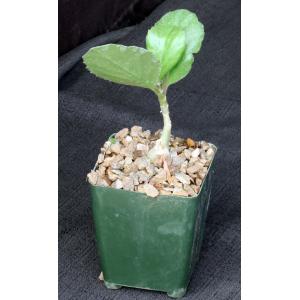 Cyphostemma juttae 4-inch pots