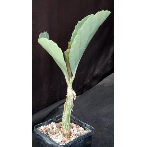 Cyphostemma juttae 5-inch pots