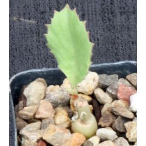 Cyphostemma seitziana 2-inch pots