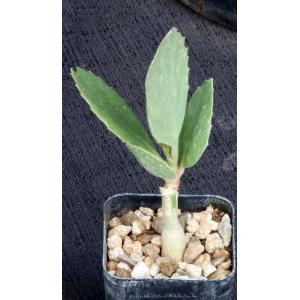 Cyphostemma juttae 2-inch pots