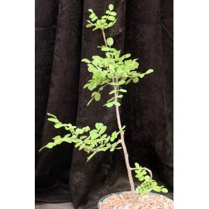 Cyrtocarpa edulis 8-inch pots